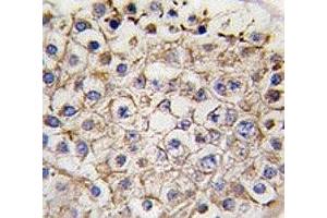 IHC analysis of FFPE human testis tissue stained with LC3 II antibody (LC3B antibody  (AA 77-106))