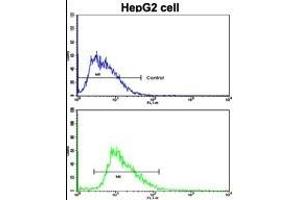 Flow cytometric analysis of HepG2 cells using LB2 Antibody (C-term)(bottom histogr) compared to a negative control cell (top histogr). (LAMB2 antibody  (C-Term))