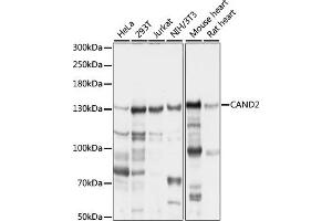 Western blot analysis of extracts of various cell lines, using C antibody (ABIN7266547) at 1:1000 dilution. (CAND2 antibody  (AA 850-1000))