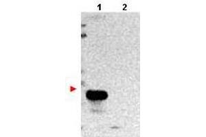 Western blot using  protein A purified anti-TMBIM1 antibody shows detection of exogenous TMBIM1 in lysates from HeLa cells transfected with pcDNA3-hTMBIM1 (lane 1). (TMBIM1 antibody  (N-Term))