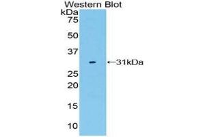 Western Blotting (WB) image for anti-Low Density Lipoprotein Receptor-Related Protein 3 (LRP3) (AA 184-435) antibody (ABIN1859705) (LRP3 antibody  (AA 184-435))
