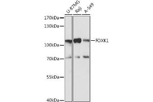 Western blot analysis of extracts of various cell lines, using FOXK1 antibody (ABIN7267237) at 1:1000 dilution. (Foxk1 antibody  (AA 434-733))
