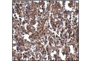 Immunohistochemistry of KLRA2 in human spleen tissue with this product at 2. (Klra2 antibody  (C-Term))