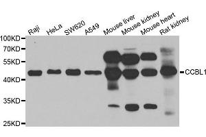 Western blot analysis of extracts of various cell lines, using CCBL1 antibody.
