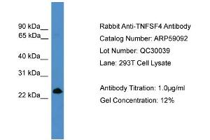 WB Suggested Anti-TNFSF4  Antibody Titration: 0. (TNFSF4 antibody  (Middle Region))