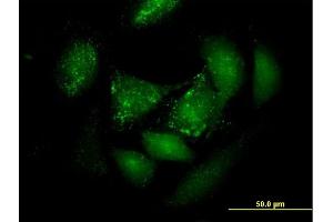 Immunofluorescence of purified MaxPab antibody to PER3 on HeLa cell. (PER3 antibody  (AA 1-378))