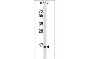 SPINK8 Antibody (C-term) (ABIN656529 and ABIN2845794) western blot analysis in K562 cell line lysates (35 μg/lane). (SPINK8 antibody  (C-Term))