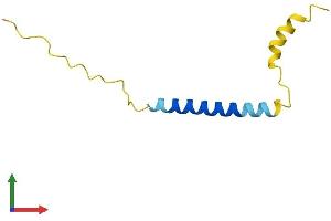 AlphaFold protein structure predicition of Human Recombinant CTXN1 Protein, UniprotID P60606 (Cortexin 1 (CTXN1) (AA 1-82) protein (Fc Tag))