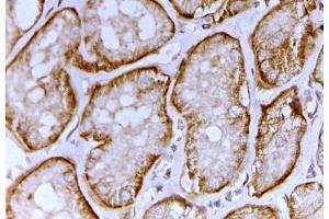 SLC26A1 antibody (2 ug/ml) staining of paraffin embedded Human Kidney. (SLC26A1 antibody  (AA 685-698))