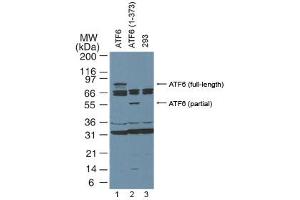 ATF6 Western Blot. (ATF6 antibody  (N-Term))