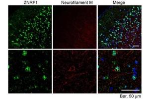 ZNRF1 Antibody (10µg/ml) staining of paraffin embedded Mouse Cerebral Cortex. (ZNRF1 antibody)