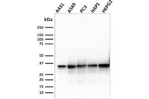 SHP1 antibody