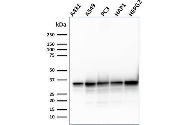 SHP1 antibody