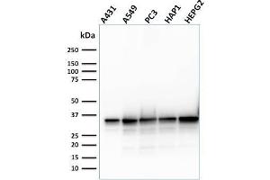 Western Blot Analysis of Human A431, A549, PC3, HAP1, HePG2, cell lysate using APEX Nuclease I Mouse Monoclonal Antibody (CPTC-APEX1-2). (SHP1 antibody)