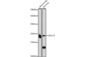 Western blot analysis of extracts of various cell lines, using GPR141 antibody (ABIN7267295) at 1:1000 dilution. (GPR141 antibody  (AA 50-150))