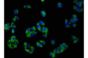 Immunofluorescence staining of HepG2 cells with ABIN7161080 at 1:100, counter-stained with DAPI. (NCR3 antibody  (AA 19-135))