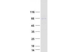 Validation with Western Blot (T-Box 5 Protein (TBX5) (Transcript Variant 1) (Myc-DYKDDDDK Tag))