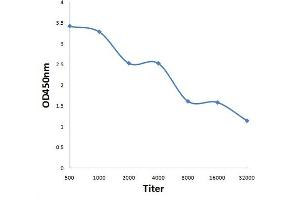 Antigen: 0. (KIAA1522 antibody  (AA 101-250))