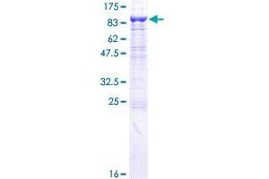 MPL Protein (AA 1-635) (GST tag)
