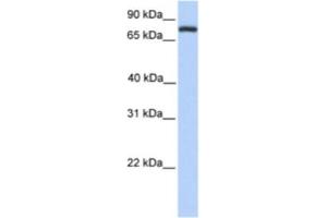 Western Blotting (WB) image for anti-Collectin Sub-Family Member 12 (COLEC12) antibody (ABIN2463327) (COLEC12 antibody)