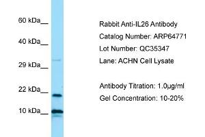 Western Blotting (WB) image for anti-Interleukin 26 (IL26) (N-Term) antibody (ABIN2774408) (IL-26 antibody  (N-Term))