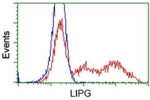 Flow Cytometry (FACS) image for anti-Lipase, Endothelial (LIPG) antibody (ABIN1499168) (LIPG antibody)