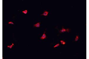 ABIN6276962 staining HepG2? (CD151 antibody  (N-Term))