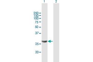 Western Blot analysis of MRPL28 expression in transfected 293T cell line by MRPL28 MaxPab polyclonal antibody.