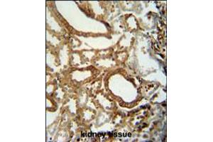INSC antibody immunohistochemistry analysis in formalin fixed and paraffin embedded human kidney tissue followed by peroxidase conjugation of the secondary antibody and DAB staining. (INSC antibody  (C-Term))