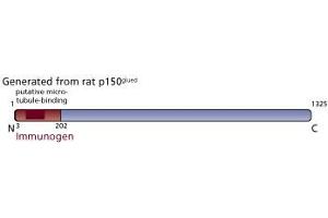 Image no. 3 for anti-Dynactin 1 (DCTN1) (AA 3-202) antibody (ABIN967996) (Dynactin 1 antibody  (AA 3-202))