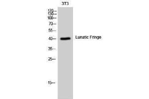 Western Blotting (WB) image for anti-LFNG O-Fucosylpeptide 3-beta-N-Acetylglucosaminyltransferase (LFNG) (Internal Region) antibody (ABIN3185424)