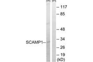 Western Blotting (WB) image for anti-Secretory Carrier Membrane Protein 1 (SCAMP1) (AA 273-322) antibody (ABIN2890608) (SCAMP1 antibody  (AA 273-322))