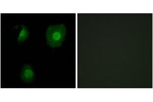 Immunofluorescence analysis of A549 cells, using EID1 Antibody. (EID1 antibody  (AA 71-120))