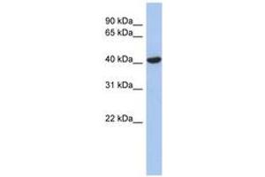 Image no. 1 for anti-Zinc Finger, FYVE Domain Containing 1 (ZFYVE1) (AA 35-84) antibody (ABIN6743573) (ZFYVE1 antibody  (AA 35-84))