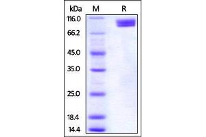 Human Nectin-3, Fc Tag on SDS-PAGE under reducing (R) condition. (nectin-3 Protein (AA 58-400) (Fc Tag))