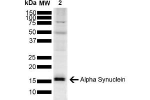 Western blot analysis of Mouse Brain showing detection of ~14. (SNCA antibody  (APC))