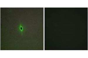 Immunofluorescence analysis of A549 cells, using 5-HT-2C Antibody. (HTR2C antibody  (AA 161-210))
