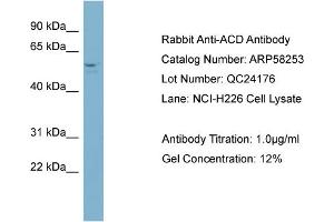 WB Suggested Anti-ACD  Antibody Titration: 0. (ACD antibody  (Middle Region))