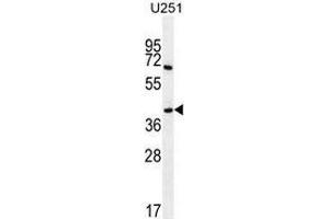Western blot analysis in U251 cell line lysates (35ug/lane) using Proline-rich protein 16 / PRR16 Antibody (C-term). (PRR16 antibody  (C-Term))