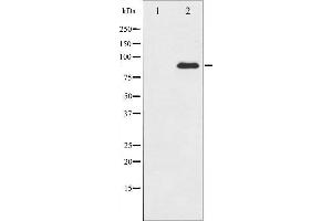 Western blot analysis of PKC theta expression in PMA treated Jurkat whole cell lysates,The lane on the left is treated with the antigen-specific peptide. (PKC theta antibody  (C-Term))
