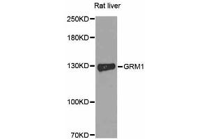 Western blot analysis of extracts of rat liver, using GRM1 antibody. (Metabotropic Glutamate Receptor 1 antibody)