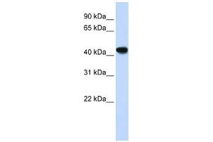 WB Suggested Anti-ADH1B Antibody Titration:  0.