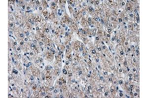 Immunohistochemical staining of paraffin-embedded pancreas tissue using anti-AKR1A1mouse monoclonal antibody. (AKR1A1 antibody)