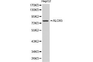 Western blot analysis of extracts of HepG2 cell lines, using ALOX5 antibody. (ALOX5 antibody  (AA 1-300))