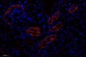 Immunofluorescent analysis of paraformaldehyde-fixed mouse kidney using,CTSV (ABIN7073348) at dilution of 1: 600 (Cathepsin L2 antibody)