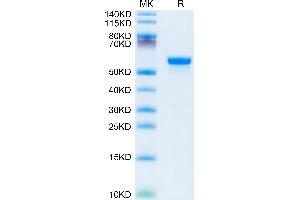 LGMN Protein (AA 18-433) (His tag)