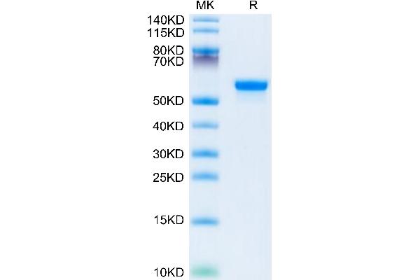 LGMN Protein (AA 18-433) (His tag)