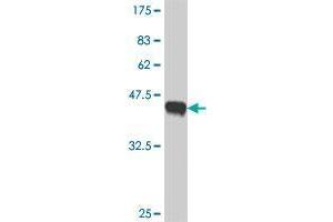 Western Blot detection against Immunogen (38. (SASH1 antibody  (AA 1066-1175))