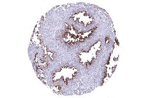 seminal vesicle (ANO1 antibody  (AA 2-101))