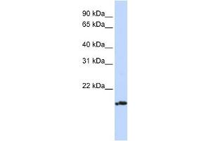 PLDN antibody used at 1 ug/ml to detect target protein. (Pallidin antibody)